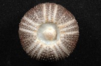 褐駝海膽藏品圖，第15張