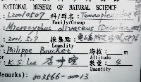 褐駝海膽藏品圖，第16張