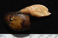 繁毛阿南鎧茗荷藏品圖，第3張