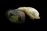 繁毛阿南鎧茗荷藏品圖，第9張