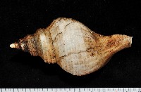 蝦夷峨螺藏品圖，第3張