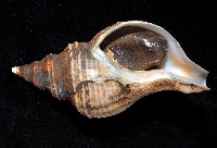 蝦夷峨螺藏品圖，第4張