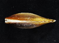 臺灣鱉甲彎錦蛤藏品圖，第3張