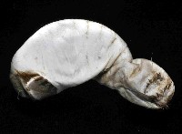 不倒翁蟲藏品圖，第4張