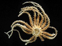 未知種項鏈海星藏品圖，第1張
