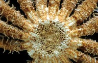 未知種項鏈海星藏品圖，第2張