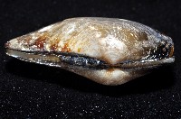 臺灣鱉甲彎錦蛤藏品圖，第4張