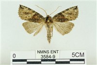 基黑新波紋蛾藏品圖，第1張