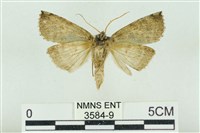 基黑新波紋蛾藏品圖，第2張