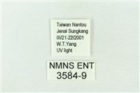 基黑新波紋蛾藏品圖，第3張