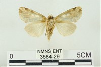 連珠波紋蛾藏品圖，第2張