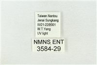 連珠波紋蛾藏品圖，第3張