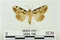 連珠波紋蛾藏品圖，第1張