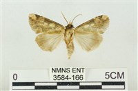 連珠波紋蛾藏品圖，第2張