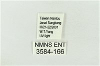 連珠波紋蛾藏品圖，第3張