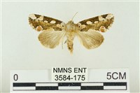 連珠波紋蛾藏品圖，第1張