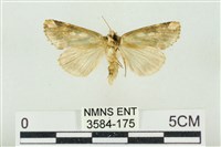 連珠波紋蛾藏品圖，第2張