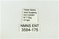 連珠波紋蛾藏品圖，第3張