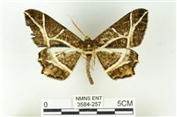 樹形尺蛾藏品圖，第1張