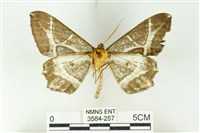 樹形尺蛾藏品圖，第2張