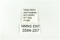 樹形尺蛾藏品圖，第3張