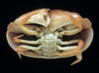卡氏饅頭蟹藏品圖，第4張