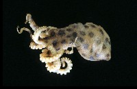 未知種藍環章魚藏品圖，第1張
