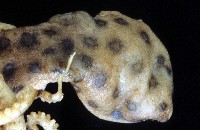 未知種藍環章魚藏品圖，第2張