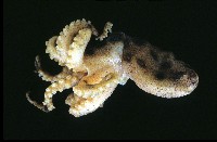 未知種藍環章魚藏品圖，第3張