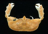 環狀(圓拱)隱足蟹藏品圖，第1張