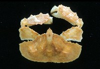 環狀(圓拱)隱足蟹藏品圖，第2張