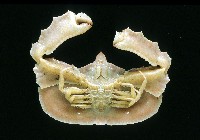 環狀(圓拱)隱足蟹藏品圖，第3張