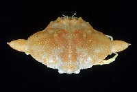 艾氏飛輪蟹藏品圖，第1張