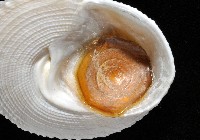 白鐘螺藏品圖，第3張