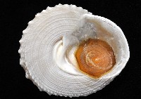 白鐘螺藏品圖，第8張