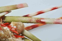 多形浪腔海膽藏品圖，第2張