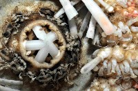 多形浪腔海膽藏品圖，第4張