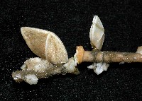 紋大茗荷藏品圖，第3張