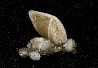 紋大茗荷藏品圖，第4張