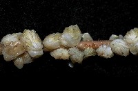 貝雕吻花籠藏品圖，第2張