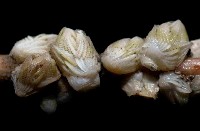 貝雕吻花籠藏品圖，第4張