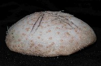 大脆心形海膽藏品圖，第2張