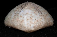 大脆心形海膽藏品圖，第3張