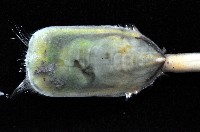 鴨嘴海豆芽藏品圖，第2張