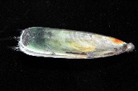 鴨嘴海豆芽藏品圖，第3張
