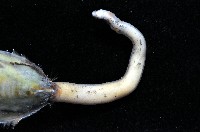 鴨嘴海豆芽藏品圖，第4張