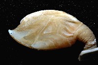 日本阿南鎧茗荷藏品圖，第1張