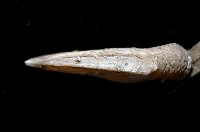 日本阿南鎧茗荷藏品圖，第3張