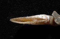 日本阿南鎧茗荷藏品圖，第4張
