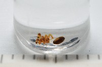 斑點微姬蜘藏品圖，第2張
